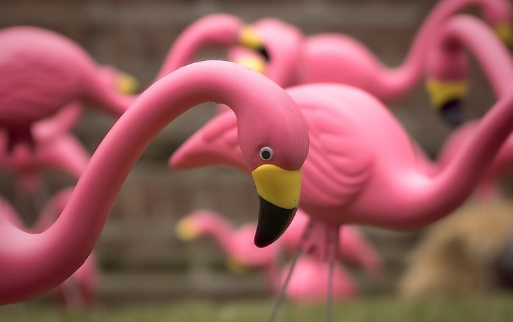 фламинго, игрушки, крупным планом, a flock of pink flamingos, flamingo, toys, closeup