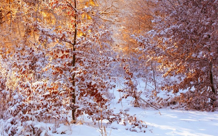 снег, лес, листья, зима, солнечный свет, snow, forest, leaves, winter, sunlight