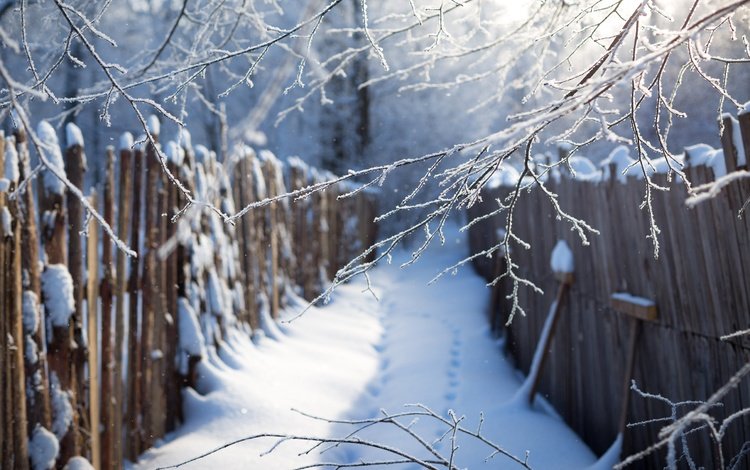 ветка, снег, зима, синий, забор, следы, сугробы, branch, snow, winter, blue, the fence, traces, the snow