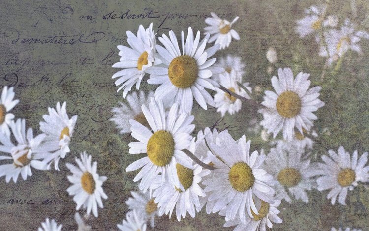 фон, ромашки, письмо, background, chamomile, letter