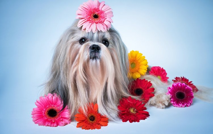 цветы, собака, песики, герберы, ши-тцу, gerberas, flowers, dog, dogs, gerbera, shih tzu