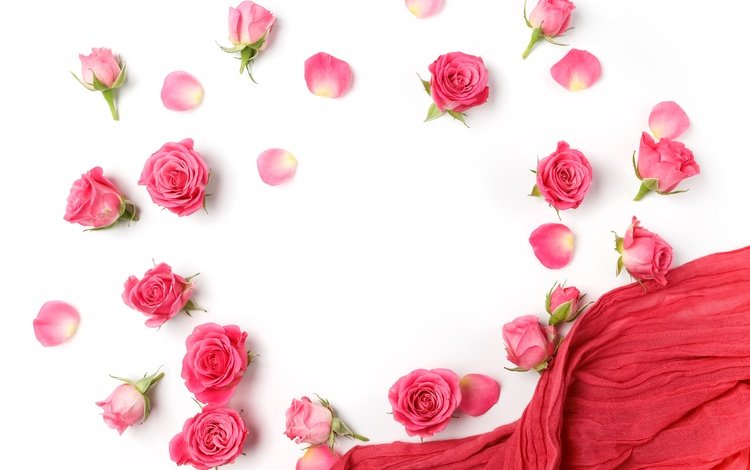 цветы, бутоны, розы, лепестки, белый фон, романтик,  цветы, роз, пинк, flowers, buds, roses, petals, white background, romantic, pink