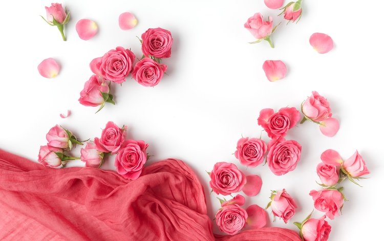 цветы, бутоны, розы, лепестки, белый фон, романтик,  цветы, роз, пинк, flowers, buds, roses, petals, white background, romantic, pink
