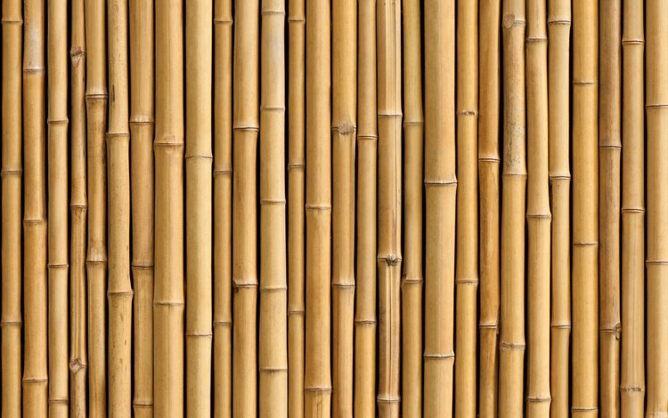 бамбук, ствол, завод, bamboo, trunk, plant