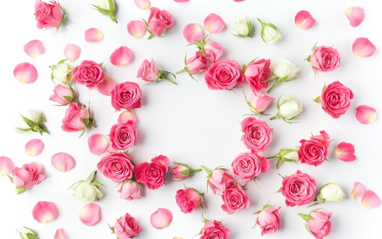 цветы, бутоны, розы, лепестки, романтик,  цветы, роз, пинк, valentine`s day, flowers, buds, roses, petals, romantic, pink, valentine's day