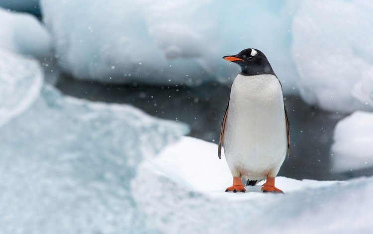 снег, природа, лёд, птица, клюв, остров, пингвин, антарктида, snow, nature, ice, bird, beak, island, penguin, antarctica