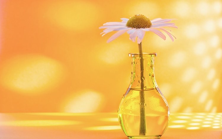 фон, ромашка, бутылочка, вазочка, background, daisy, bottle, vase