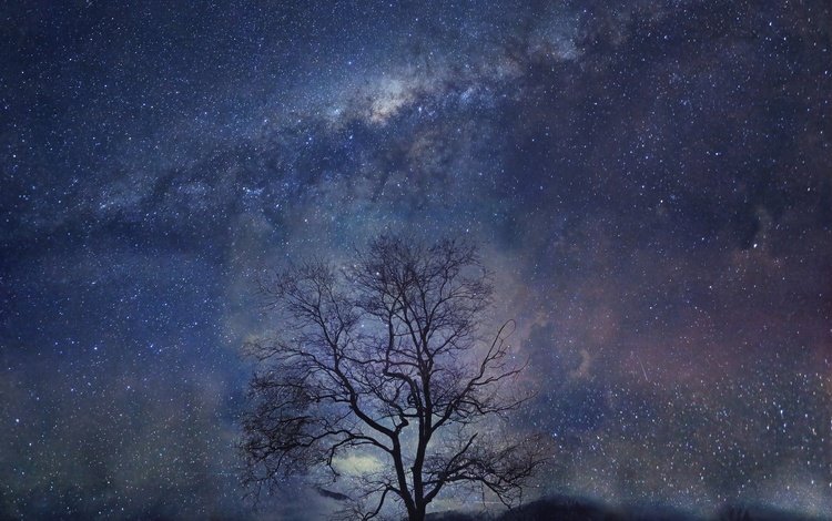 ночь, дерево, звезды, night, tree, stars