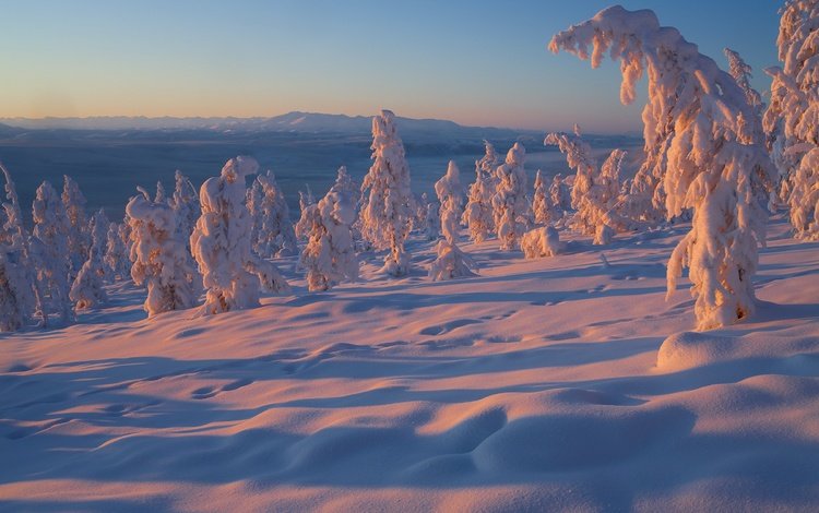 деревья, снег, зима, россия, владимир рябков, якутия, trees, snow, winter, russia, vladimir ryabkov, yakutia