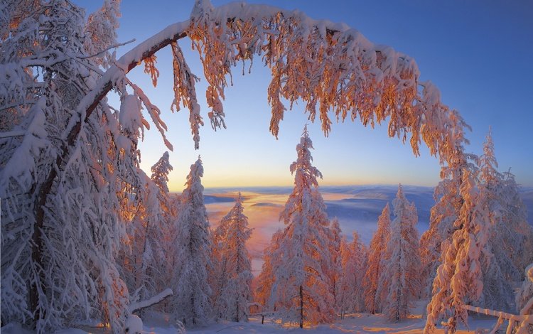 деревья, зима, иней, республика саха, trees, winter, frost, the republic of sakha