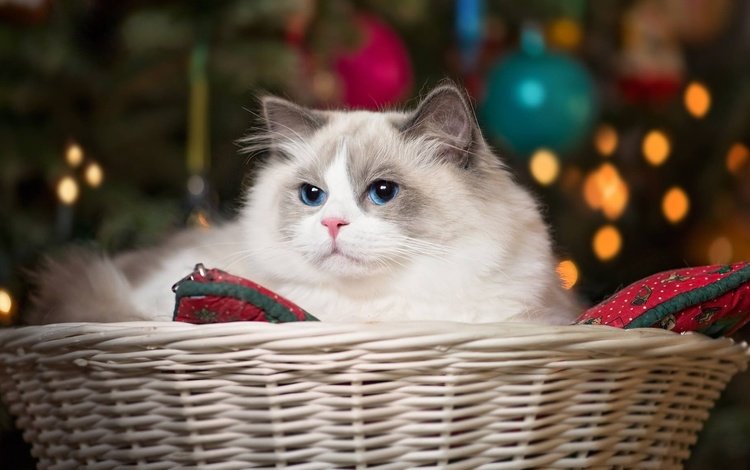 кошка, красавица, корзина, голубые глаза, рэгдолл, cat, beauty, basket, blue eyes, ragdoll