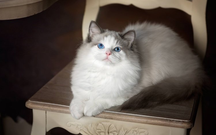 кошка, взгляд, стул, голубые глаза, рэгдолл, cat, look, chair, blue eyes, ragdoll