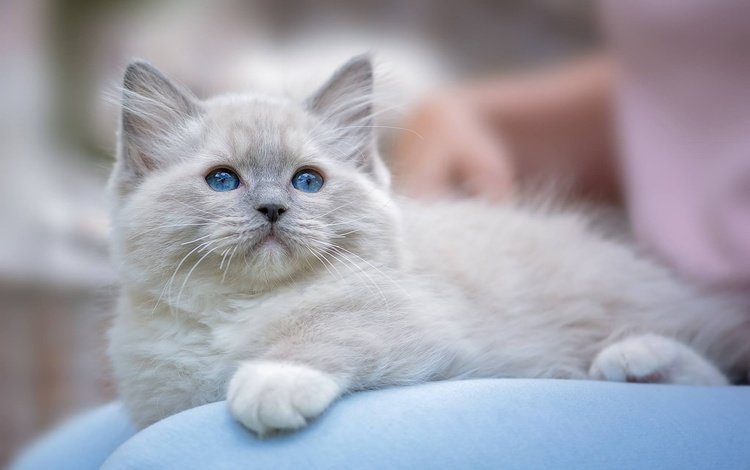 мордочка, усы, лапы, кошка, взгляд, котенок, голубые глаза, рэгдолл, muzzle, mustache, paws, cat, look, kitty, blue eyes, ragdoll