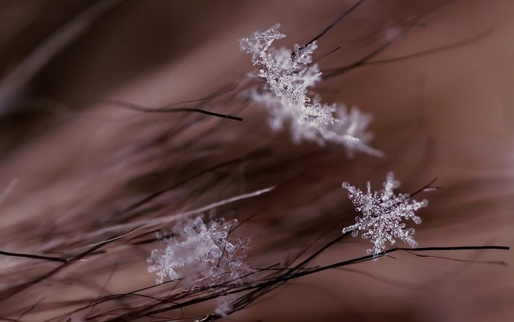 макро, снежинки, фон, macro, snowflakes, background