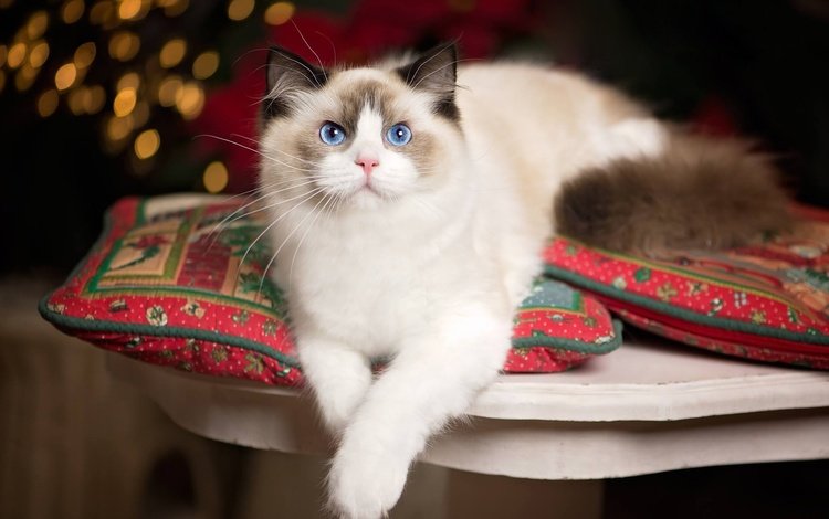 подушки, кошка, взгляд, голубые глаза, лапки, рэгдолл, pillow, cat, look, blue eyes, legs, ragdoll