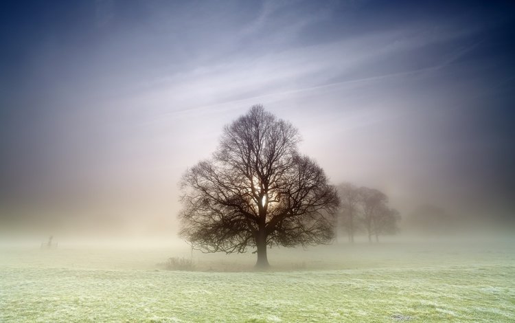 природа, дерево, туман, поле, nature, tree, fog, field
