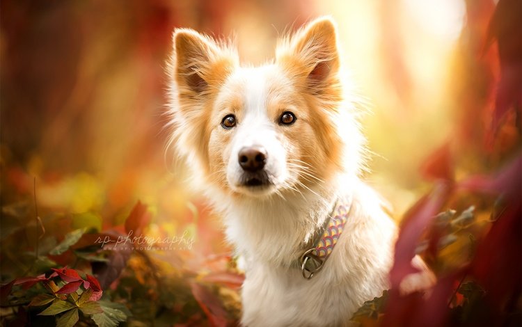 природа, взгляд, осень, собака, животное, ошейник, пес, nature, look, autumn, dog, animal, collar