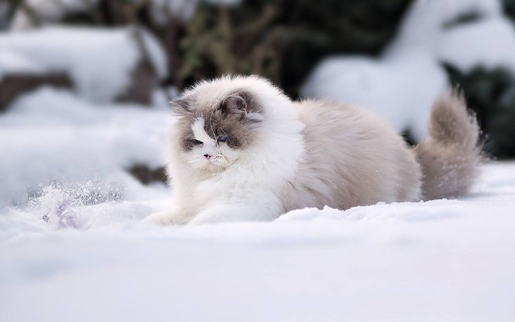 снег, зима, кошка, пушистая, рэгдолл, snow, winter, cat, fluffy, ragdoll