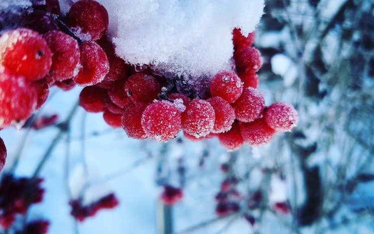снег, зима, макро, холод, ягоды, калина, snow, winter, macro, cold, berries, kalina
