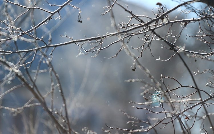 снег, зима, ветки, snow, winter, branches