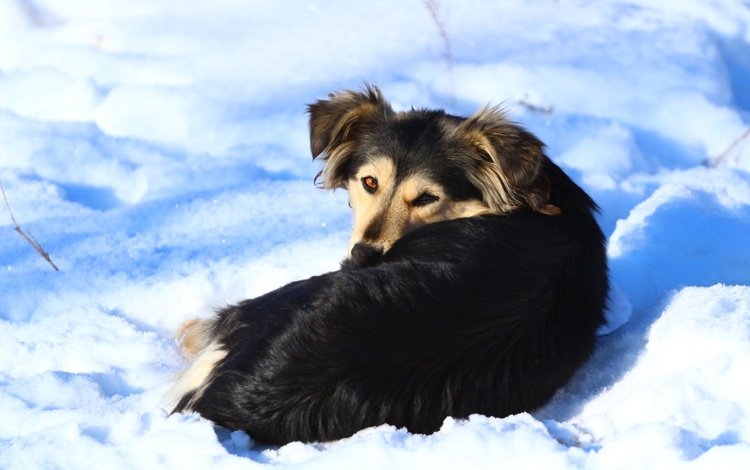 снег, зима, взгляд, собака, snow, winter, look, dog
