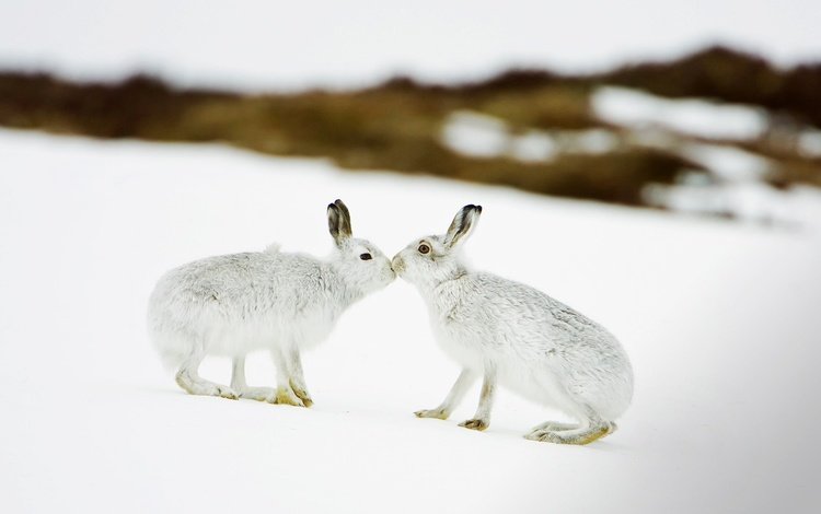 снег, зима, зайцы, шотландия, заяц, заяц белый, заяц-беляк, snow, winter, rabbits, scotland, hare, hare white