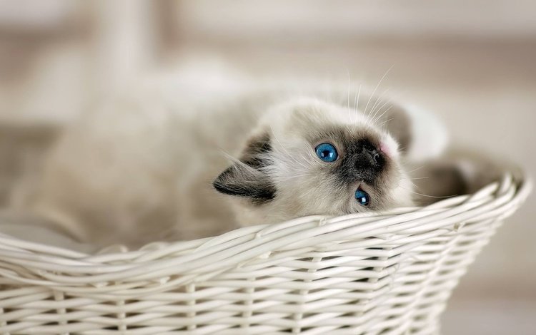 взгляд, котенок, корзина, малыш, голубые глаза, боке, рэгдолл, look, kitty, basket, baby, blue eyes, bokeh, ragdoll