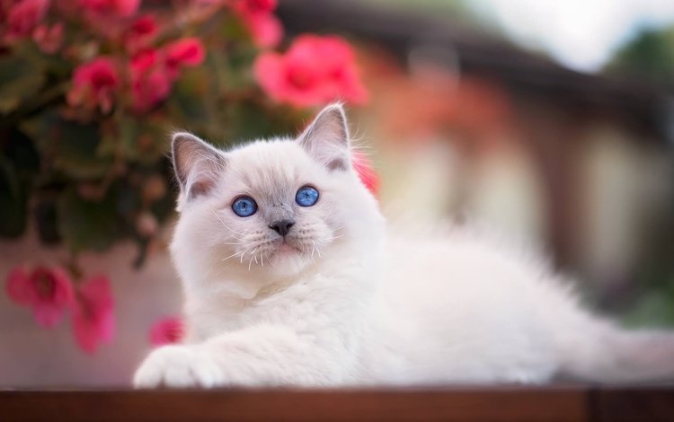 взгляд, котенок, малыш, голубые глаза, боке, рэгдолл, look, kitty, baby, blue eyes, bokeh, ragdoll
