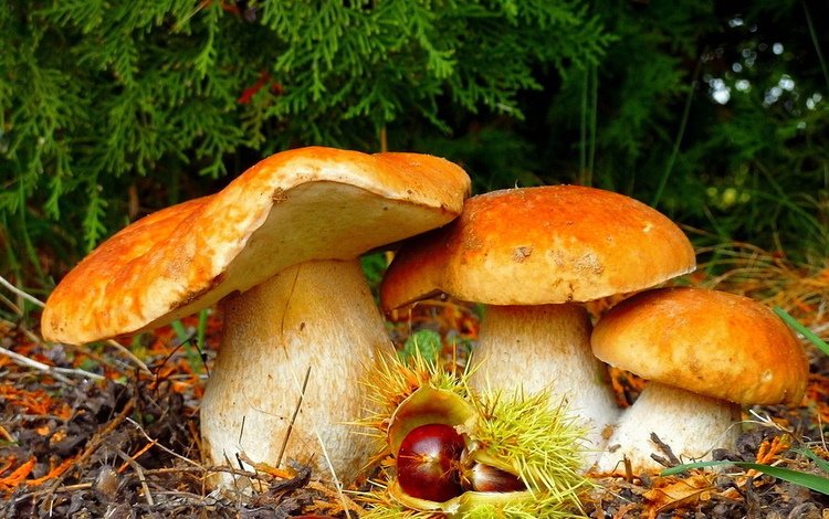 природа, лес, грибы, красота, nature, forest, mushrooms, beauty