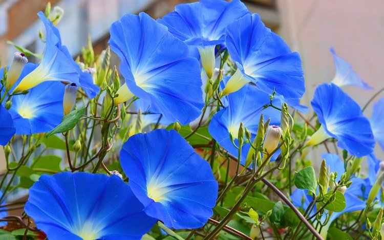 цветы, голубые, голубые цветы, ипомея, flowers, blue, blue flowers, morning glory