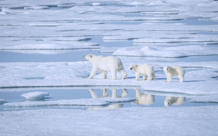 вода, снег, отражение, медведи, льдина, полярная, белые медведи, полярные, water, snow, reflection, bears, floe, polar, polar bears