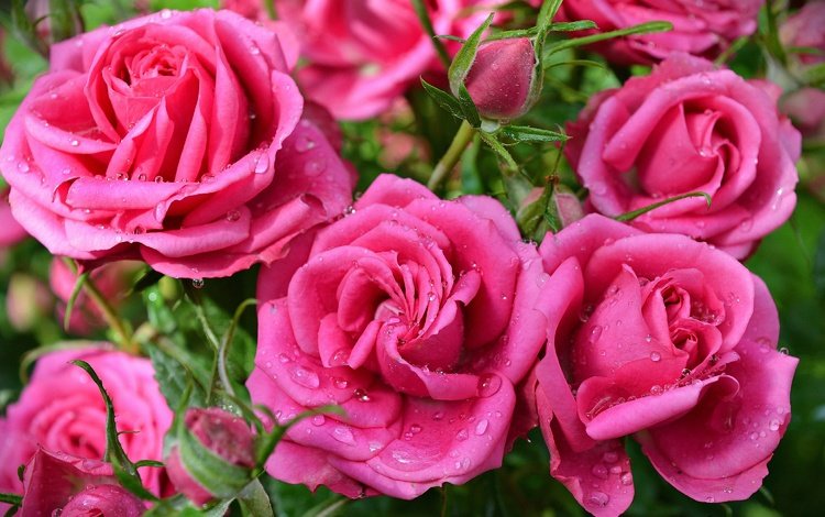 цветы, капли, розы, розовые, розовые розы, flowers, drops, roses, pink, pink roses