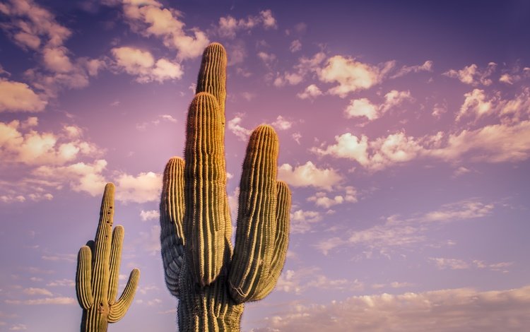 небо, облака, растения, пустыня, завод, кактус, неба, десерд, the sky, clouds, plants, desert, plant, cactus, sky