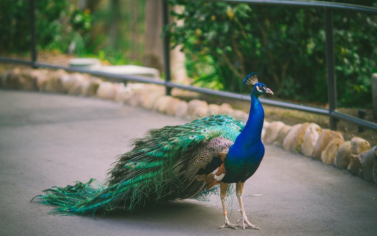 птица, павлин, оперение, bird, peacock, tail
