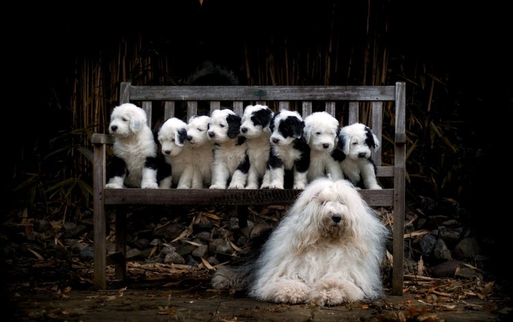 собака, щенки, семья, скамья, dog, puppies, family, bench