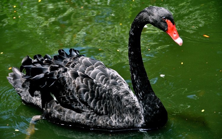 черный, водоем, птица, лебедь, шея, черный лебедь, black, pond, bird, swan, neck, black swan