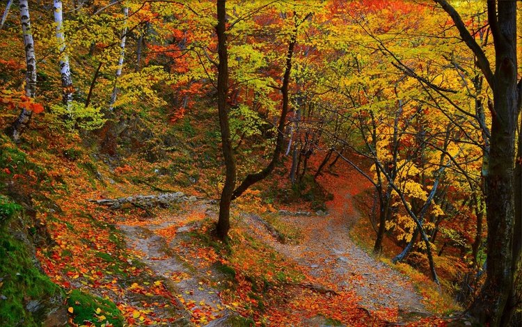 деревья,  листья, лес, листва, осень, тропинка, расцветка, деревь, опадают, осен, trees, leaves, forest, foliage, autumn, path, colors, fall