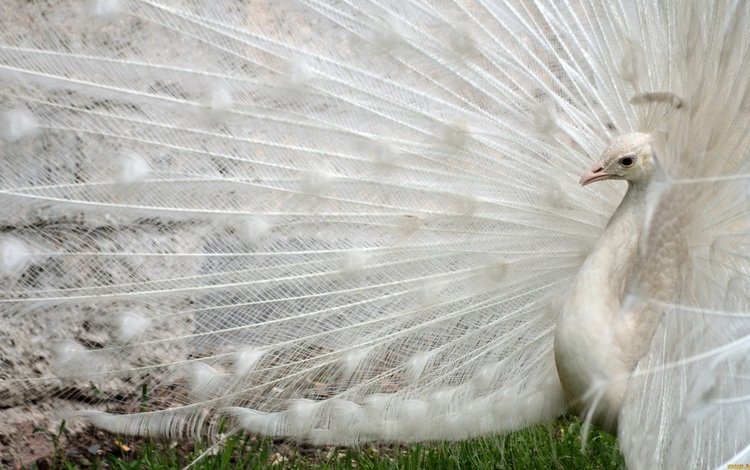 белый, птица, павлин, перья, хвост, white, bird, peacock, feathers, tail