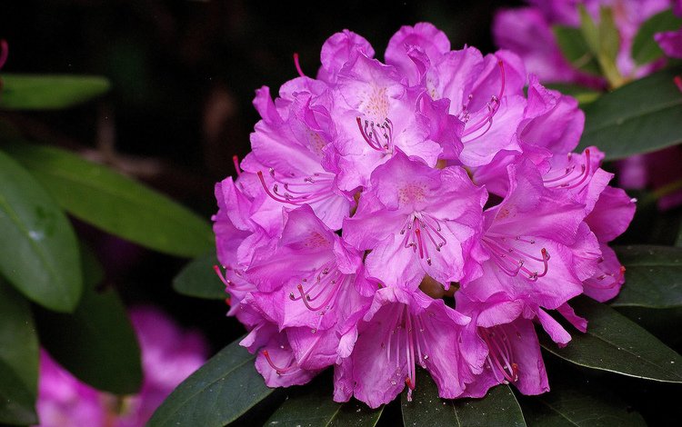 розовый, крупным планом, рододендрон, pink, closeup, rhododendron