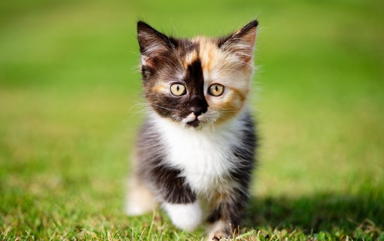 трава, кошка, котенок, кошки, котята, grass, cat, kitty, cats, kittens