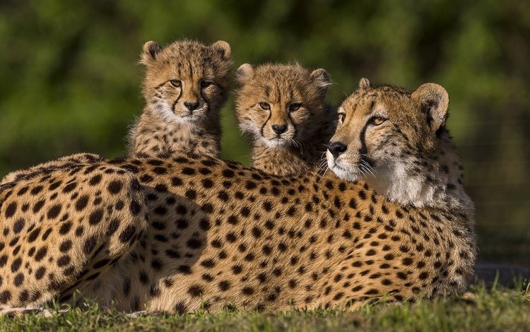 животные, семья, дикие кошки, котята, гепард, гепарды, animals, family, wild cats, kittens, cheetah, cheetahs
