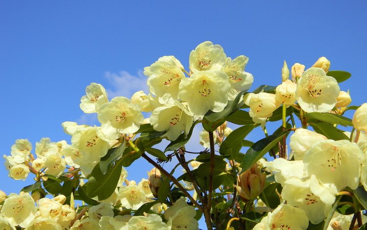 красивый, рододендрон, beautiful, rhododendron