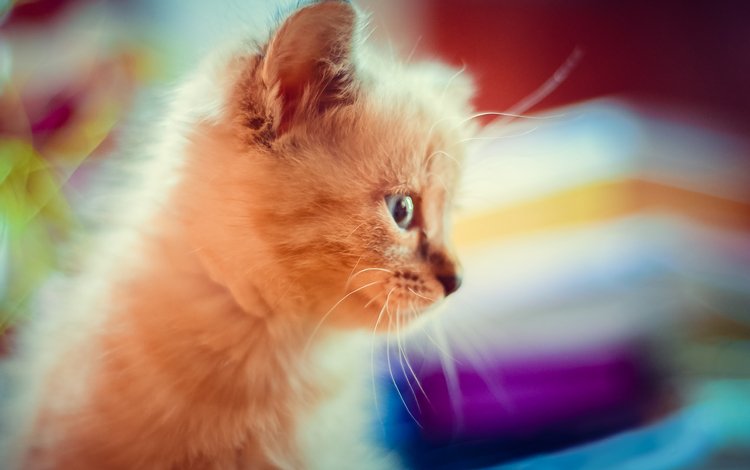 макро, кошка, котенок, пушистый, милость, красивый котик, macro, cat, kitty, fluffy, mercy, beautiful cat