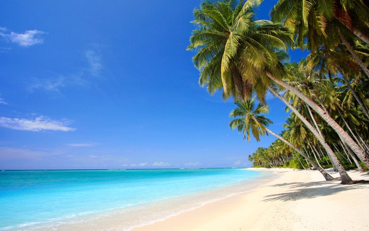 море, песок, пляж, пальмы, отдых, тропики, sea, sand, beach, palm trees, stay, tropics