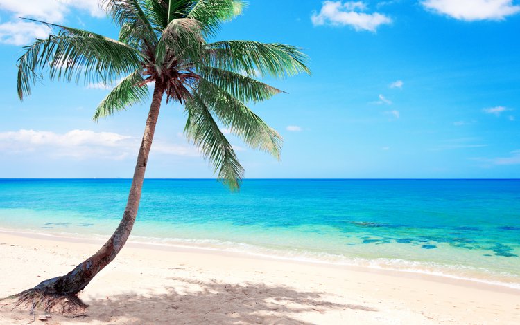 море, пляж, пальма, отдых, тропики, sea, beach, palma, stay, tropics