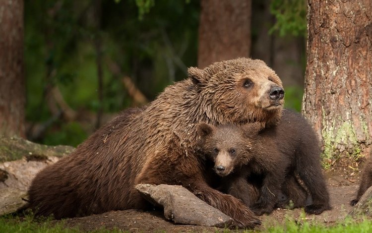 природа, медведь, животное, медведи, медвежонок, живая природа, nature, bear, animal, bears, wildlife