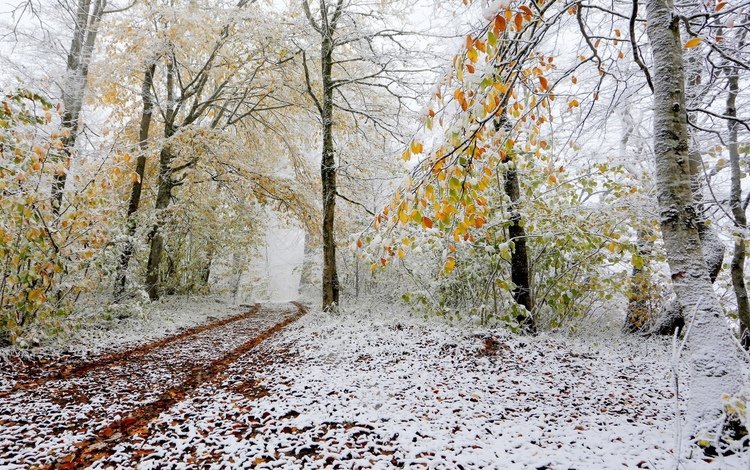 снег, природа, лес, дорожка, осень, поздняя, snow, nature, forest, track, autumn, late