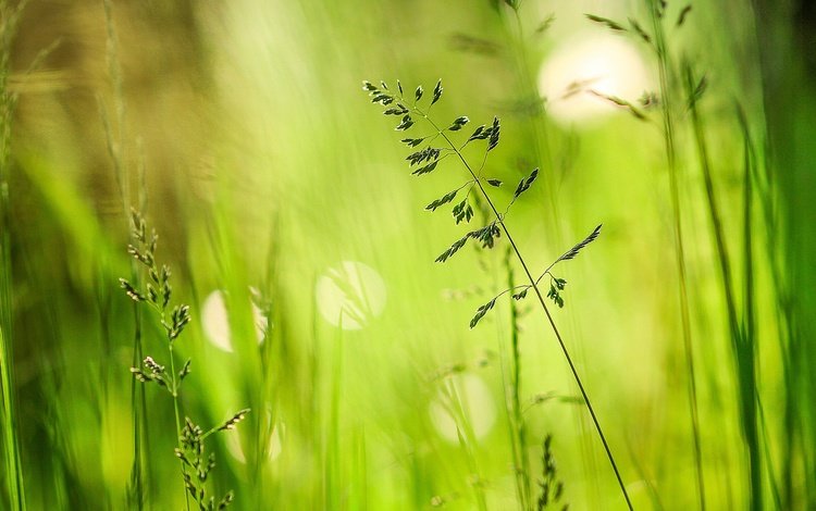 трава, зелень, лето, блики, grass, greens, summer, glare