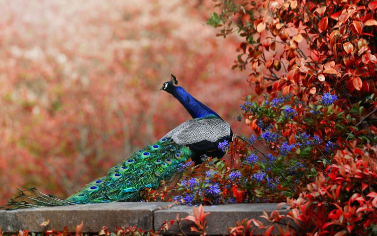 цветы, птица, павлин, хвост, боке, flowers, bird, peacock, tail, bokeh