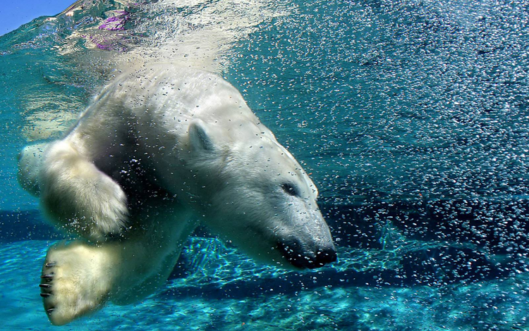 вода, полярный медведь, медведь, пузыри, под водой, белый медведь, water, polar bear, bear, bubbles, under water